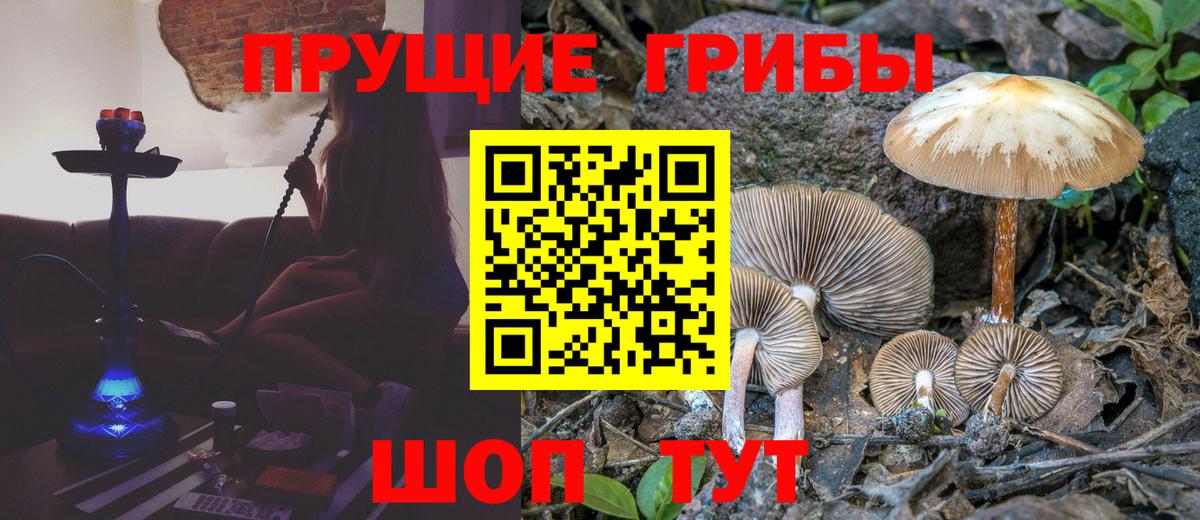 Гудермес  Галлюциногенные грибы прущие грибы  Вход с VPN 